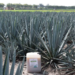 Egresado de la UAG patenta innovadora solución para proteger el agave