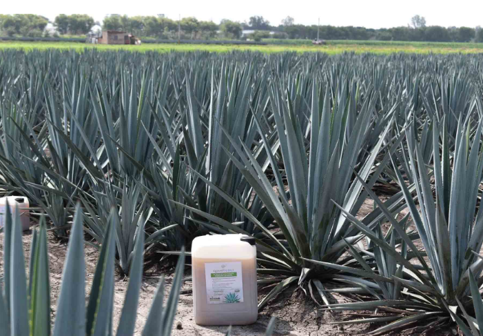 Egresado de la UAG patenta innovadora solución para proteger el agave