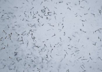 Reportan 3 personas hospitalizadas por dengue