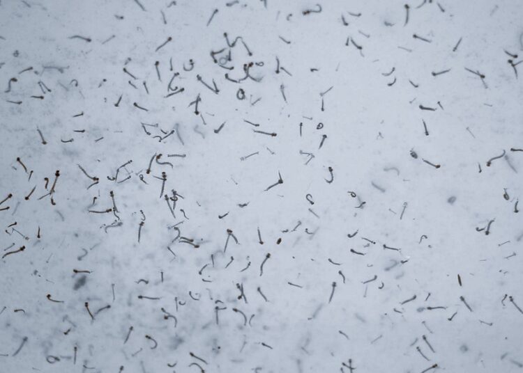 Reportan 3 personas hospitalizadas por dengue