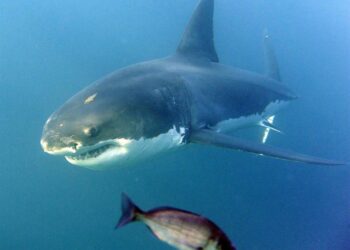 Fallece un hombre debido al ataque de un tiburón en el noreste de Australia