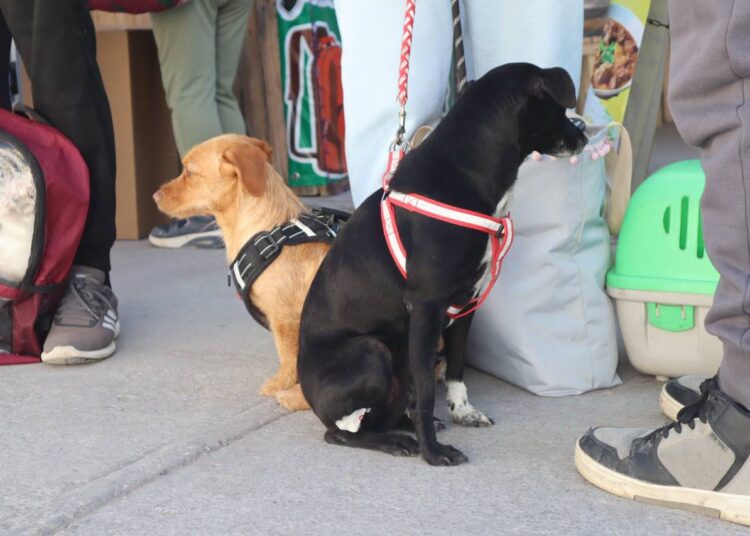 Con Jornada de Esterilización, Ayuntamiento celebró el Día Internacional de los Derechos de los Animales