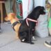 Con Jornada de Esterilización, Ayuntamiento celebró el Día Internacional de los Derechos de los Animales
