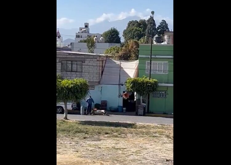 Atienden caso de maltrato animal en San Andrés Cholula