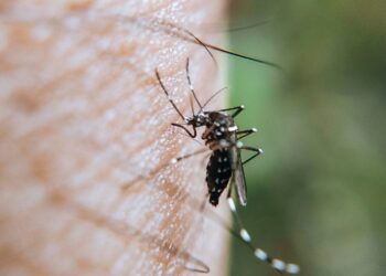 Reportan 9 casos de dengue en últimas 24 horas
