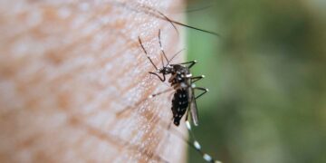 Reportan 9 casos de dengue en últimas 24 horas