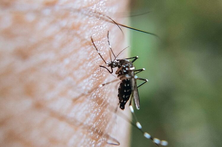 Reportan 9 casos de dengue en últimas 24 horas