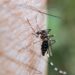 Reportan 9 casos de dengue en últimas 24 horas