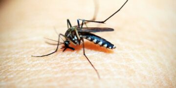 Reportan 2 personas hospitalizadas por dengue