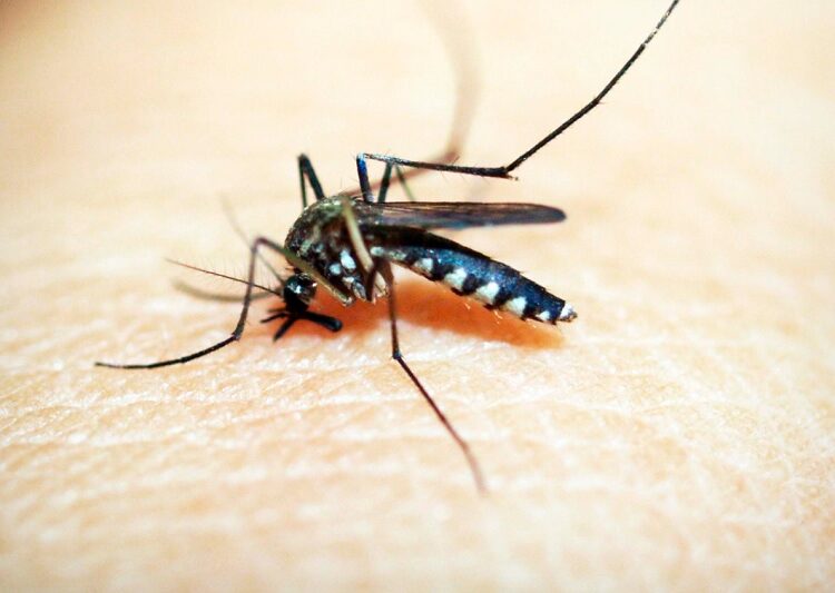 Reportan 2 personas hospitalizadas por dengue