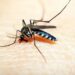 Reportan 2 personas hospitalizadas por dengue
