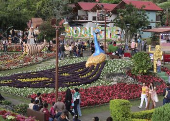 Miles de flores y el café más caro del mundo engalanan poblado en las montañas de Panamá