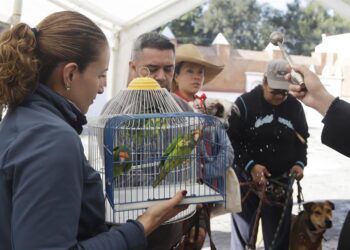 Miles llevan a bendecir sus mascotas al templo en el día de San Antonio Abad