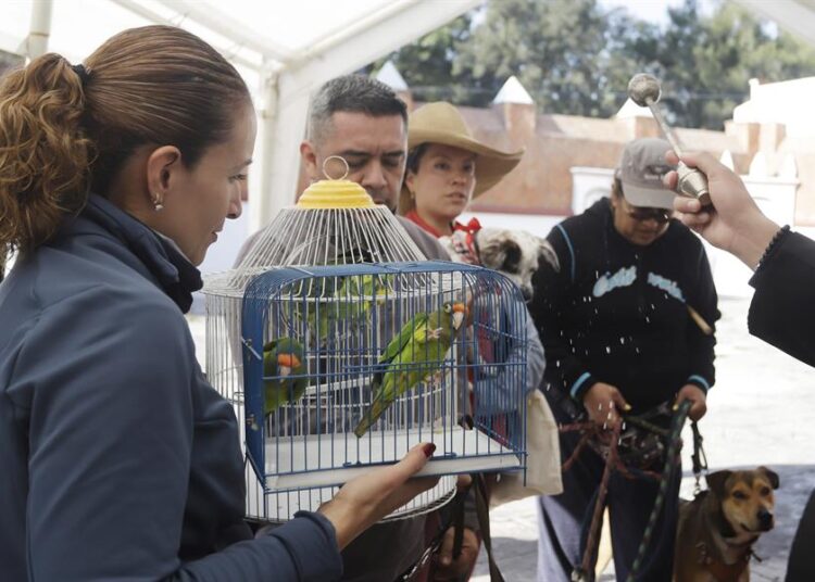 Miles llevan a bendecir sus mascotas al templo en el día de San Antonio Abad
