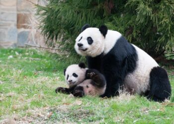 Zoo de Washington presenta en sociedad a sus nuevos pandas, fruto de un acuerdo con China