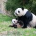 Zoo de Washington presenta en sociedad a sus nuevos pandas, fruto de un acuerdo con China
