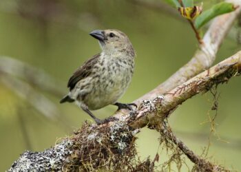 Posible nueva especie de pinzón en Galápagos