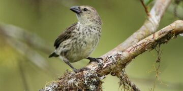 Posible nueva especie de pinzón en Galápagos