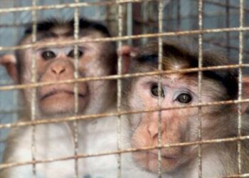 Capturados los 43 monos que escaparon de centro de investigación en EE.UU. hace tres meses
