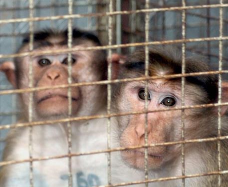 Capturados los 43 monos que escaparon de centro de investigación en EE.UU. hace tres meses