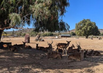 Reserva en México protege a 800 animales en peligro