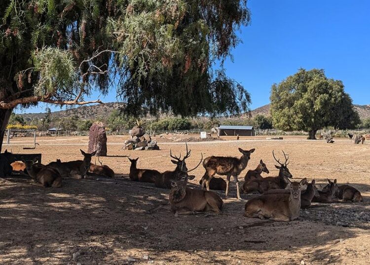 Reserva en México protege a 800 animales en peligro