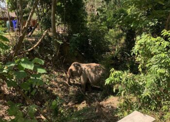 Muere un hombre en Tailandia tras estrellar su motocicleta contra un elefante