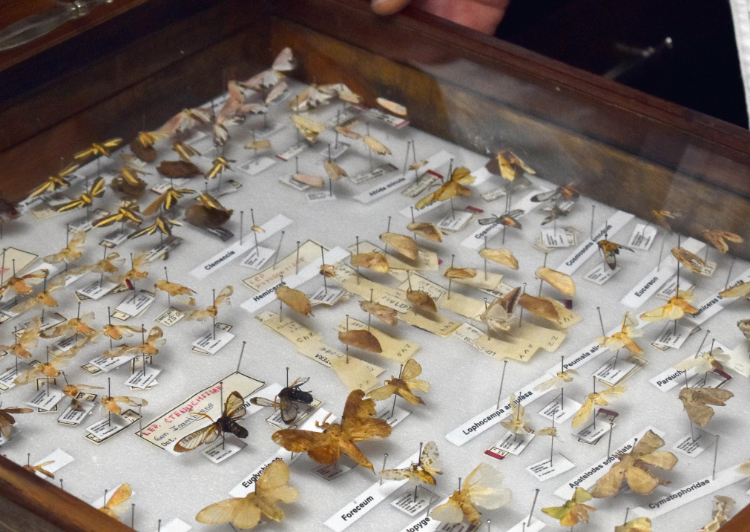 Aquí está la colección de insectos más grande de Puebla