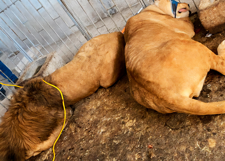 Profepa rescata, traslada y resguarda a dos leones en Puebla