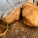 Profepa rescata, traslada y resguarda a dos leones en Puebla