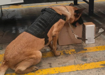 La Policía de la Ciudad asegura narcótico en empresa de paquetería