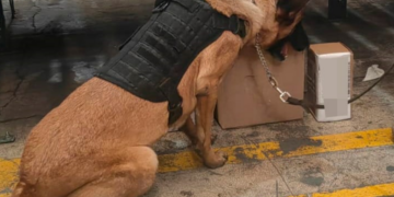 La Policía de la Ciudad asegura narcótico en empresa de paquetería