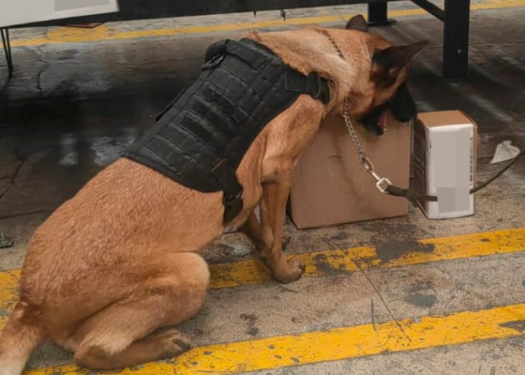 La Policía de la Ciudad asegura narcótico en empresa de paquetería