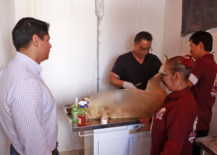 Omar Muñoz condena ataque a machetazos a perrita en Cuautlancingo