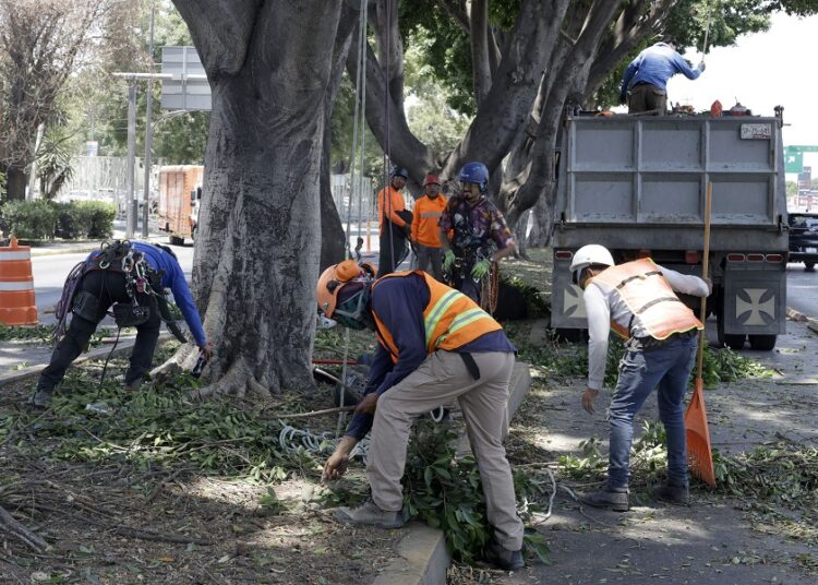 Medio Ambiente reporta más de 3 mil árboles para derribarse y más de 12 mil para poda