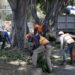 Medio Ambiente reporta más de 3 mil árboles para derribarse y más de 12 mil para poda
