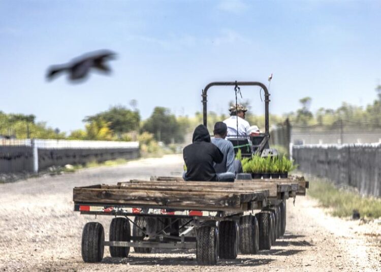 Inmigrantes demandan a la Patrulla Fronteriza por redada en área agrícola de California
