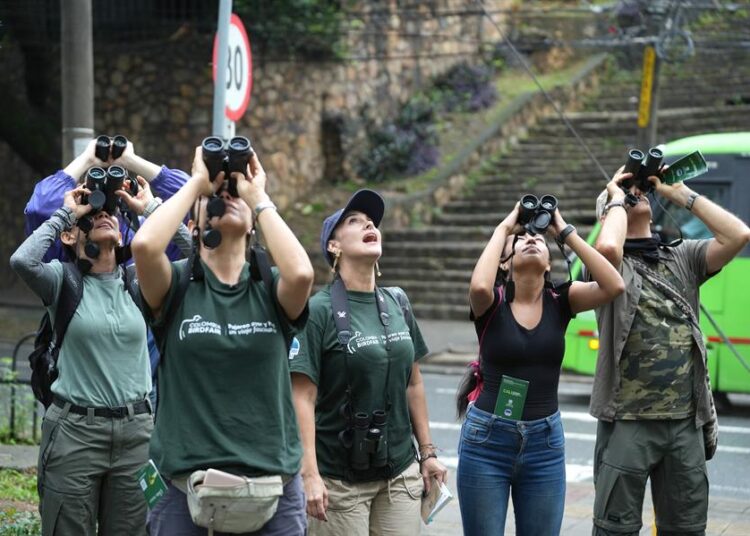 Pajareo urbano, un espectáculo iridiscente que se disfruta en el suroeste de Colombia