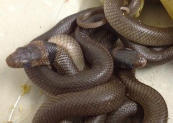 Encuentran 102 serpientes negras en un casa de Sídney, Australia