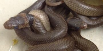 Encuentran 102 serpientes negras en un casa de Sídney, Australia