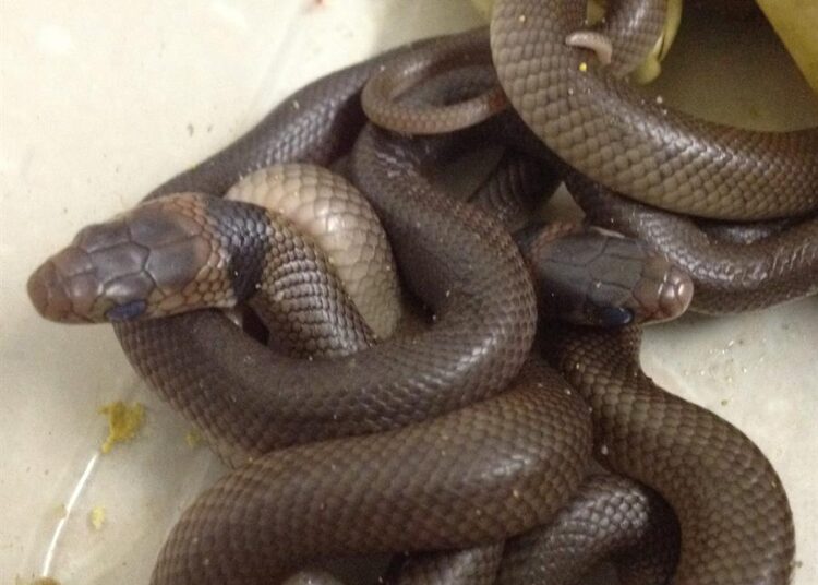 Encuentran 102 serpientes negras en un casa de Sídney, Australia