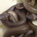 Encuentran 102 serpientes negras en un casa de Sídney, Australia