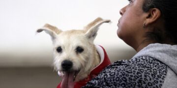 Promueven cultura de cuidado contra el maltrato animal