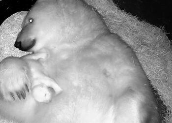 Nace en acuario de Brasil el primer oso polar de América Latina