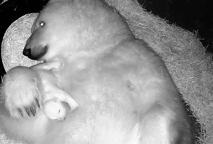 Nace en acuario de Brasil el primer oso polar de América Latina