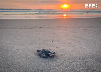 Liberan en Guatemala a 26 tortugas marinas