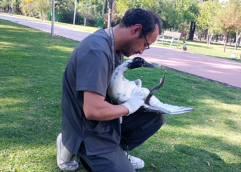 Valoran fauna en el Parque del Arte
