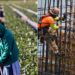 La fuerza migrante mexicana en Estados Unidos