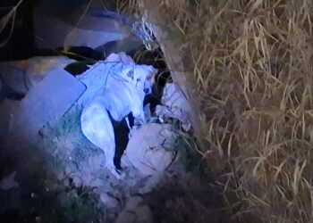 Rescatan a lomito que cayó a zanja en la autopista México-Puebla