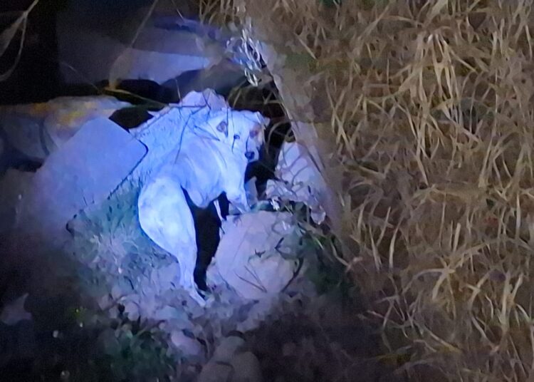 Rescatan a lomito que cayó a zanja en la autopista México-Puebla